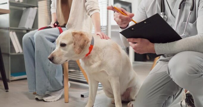 Veterinarian consulting dog labrador retriever with owner. At the clinic the vet records the checkup and advises the owner on vaccines, diet, and care. Clear symbol of pet healthcare.