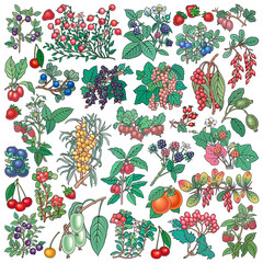 Berries, fruits hand drawn vector doodles illustration. Nature and food elements and objects cartoon set