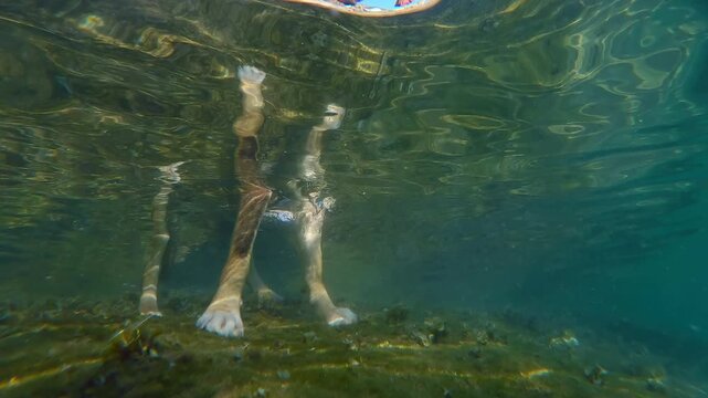 View from underwater to legs of dog standing in sea. Dog wants to swam in sea to cool off. Doggy wanted refreshes itself from sweltering summer heat by swims in sea