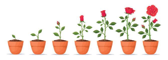Rose growth stage. Red roses plant grow process, flower garden farm development stages sequence seedling plant in pot cycle seed bud stem thorn, plantation neat vector illustration © ssstocker