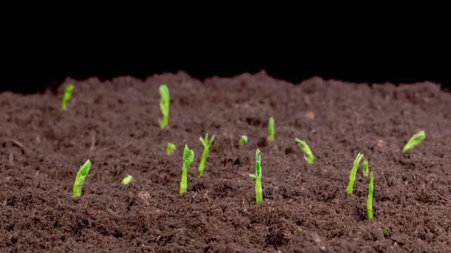Beautiful Time Lapse of Growth Green Peas Beans Plants Against a Black Background. 4K.