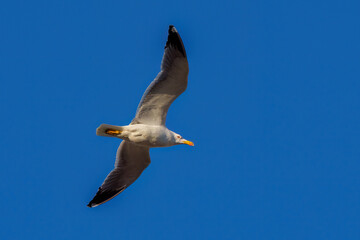 Obraz premium Yellow-legged gull (Larus michahellis) flying with wings spread against blue sky