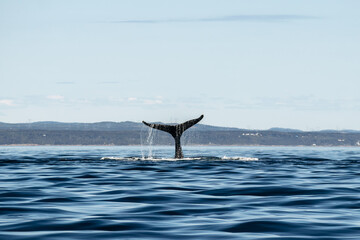 Fototapeta premium Whale tail rising above the water surface in the Saint Lawrence River near Tadoussac, with calm blue waves and distant shoreline under a clear summer sky