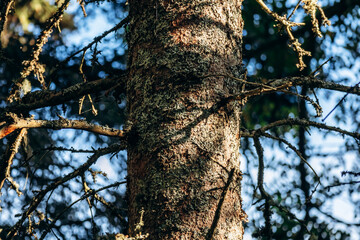 Fototapeta premium Close-up of a conifer tree trunk covered with moss and lichen at Site Pointe aux Alouettes (Larks Point Site) in Baie Sainte Catherine, Quebec, illuminated by warm sunlight in a dense forest