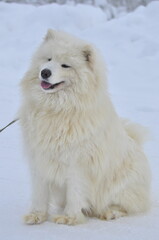 Fototapeta premium Animals are a traditionally distinguished category of organisms (since the time of Aristotle), currently considered as a biological kingdom. Animals are the main object of zoology study.