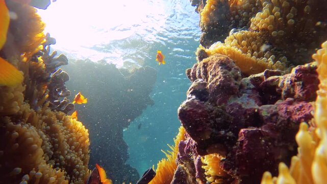 still view look out from a coral reef close up passage with nipple bubble tip coral sea anemone and cluster of  one vertical white strip clown oranges fishes swimming guarding their nest home during d