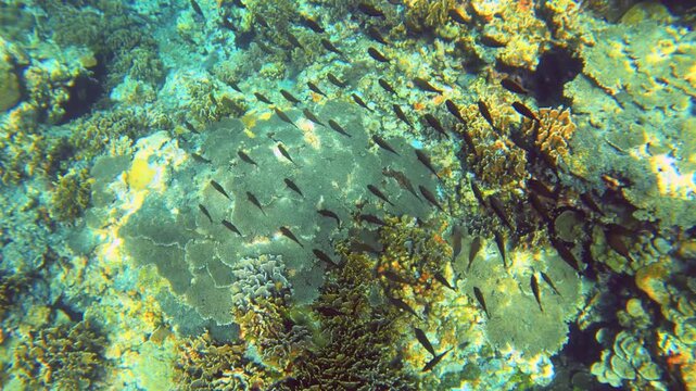 top to bottom swim following view to a group of school of black surgeonfish swimming across various coral of table lettuce finger Agaricia agaricites underwater ocean sea salt world during day time in