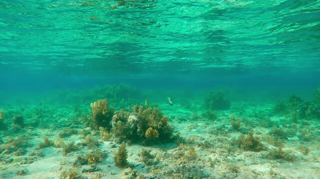 Tropical fish swim in turquoise water on corals shallows covered with brown Sargassum seaweed. Colorful fishes swims over plateau coral reef with algae under silvery surface of water with ripples