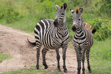 Two Plains zebras (Equus quagga) standing together
