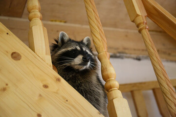 Wild raccoon standing on wooden staircase inside rustic interior. Concept of wildlife, curiosity, coexistence, nature and unexpected animal presence in human space. © ad_stock