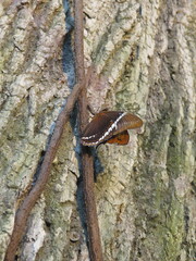 Fototapeta premium Schmetterlin - Butterfly