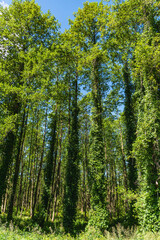 Fototapeta premium A forest with trees whose trunks are covered with vines