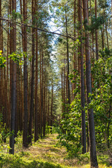 Fototapeta premium Natural landscape with pine forest in Poland