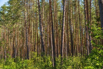 Fototapeta premium Natural landscape with pine forest in Poland