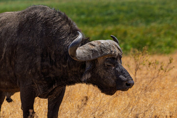 Ngorongoro Crater, Tanzania - September 23th 2025: Majestic African Buffalo in Golden Grass