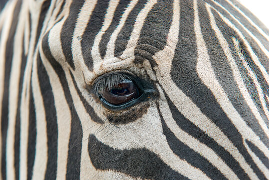 Extreme close up of the eye and striped hide of a Chapman's Zebra (Equus quagga chapmani), West Midlands Safari Park, Bewdley, Worcestershire, England, UK.
