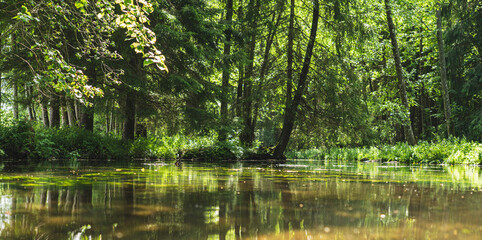 Fototapeta premium natural landscape of a river flowing through a forest