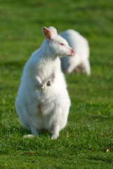Rare white Albino Wallaby Macropus standing upright on green grass at West Midlands Safari Park, Bewdley, Worcestershire, England, UK © sebastiangora