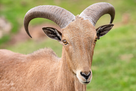 Close up portrait of a Barbary sheep (Ammotragus lervia) showing curved horns and facial detail at West Midlands Safari Park, Bewdley, Worcestershire, England, UK