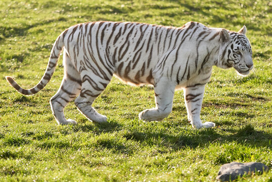 White Tiger Panthera tigris tigris with rare genetic leucism walking on grass at West Midlands Safari Park, Bewdley, Worcestershire, England, UK