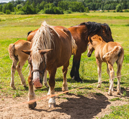 Fototapeta premium Strong horses used for pulling carts and in agriculture