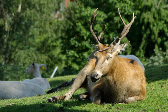 A Pere David's Deer stag resting on a grassy slope with other deer in the background, West Midlands Safari Park, Bewdley, Worcestershire, England, UK
