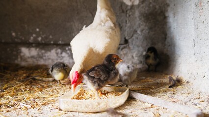 Hen and chicks eating feed in a chicken coop in spring © Polonio Video