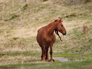 Russia. Mountain Altai.  Horses graze peacefully on free pastures near the village of Turochak.