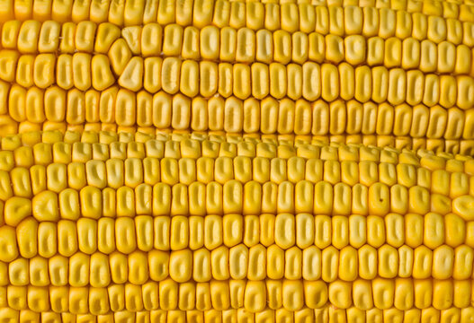 Close up of corn