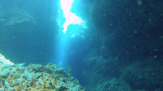 slow motion of swim around camera view inside of a tidal pool forming by coral reefs and small narrow passages with Lettuce finger green plate Coral and striped Zebra Lined black surgeonfish swimming 