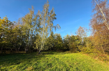 Obraz premium A sunlit forest clearing showcases vibrant green grass and tall birch trees against a clear blue sky. The scene is peaceful and serene in the Cromwell Nature Reserve in, Brighouse, UK