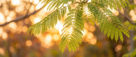 Feuilles de jacaranda bipenn&eacute;es et vaporeuses, r&eacute;tro&eacute;clair&eacute;es par une lumi&egrave;re dor&eacute;e et scintillante avec un arri&egrave;re-plan en bokeh circulaire