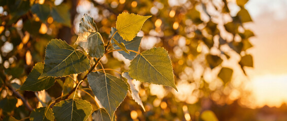 Feuilles de peuplier (Populus) delto&iuml;des et luisantes, captur&eacute;es sous un soleil couchant dor&eacute; avec un arri&egrave;re-plan en bokeh chaleureux et scintillant