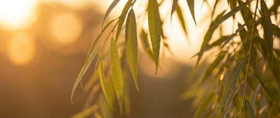 Longues feuilles de saule (Salix) &eacute;troites et effil&eacute;es, se balan&ccedil;ant dans la lumi&egrave;re dor&eacute;e d'un coucher de soleil vaporeux avec un arri&egrave;re-plan en bokeh