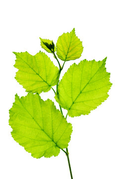 Haselnu&szlig;, Haselnuss, Haselnussblatt isoliert als Freisteller &uuml;ber transparentem Hintergrund