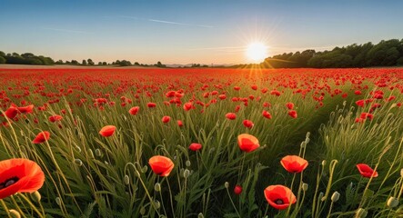 Field of Red Poppies with Sunset