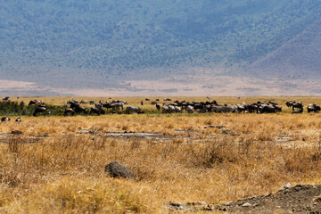 Obraz premium Ngorongoro Crater, Tanzania - September 23th 2025: Herd of Wildebeest and Zebra Grazing in the Savanna with Grey Crowned Cranes