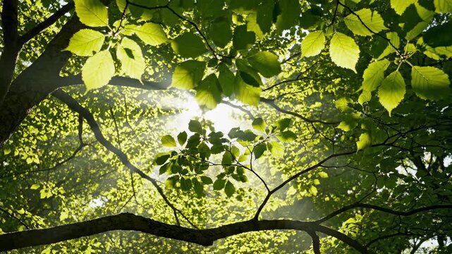 Sunlight through green leaves. Upward view from beneath a tree canopy where sunlight filters through vibrant green leaves, creating soft glowing patches