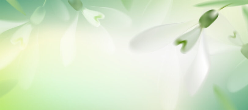 Soft green floral background with abstract petals,gradient light,Snowdrops flower blooming with blur fresh spring light,Vector fresh natural backdrop of renewal seasonal change in garden scene