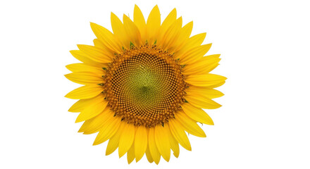 Fototapeta premium Bright yellow sunflower isolated PNG on transparent background, vibrant floral element for summer designs and botanical projects