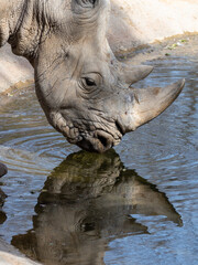 Detailed shot of a rhino muzzle touching the water surface with a soft reflection visible below © danr13