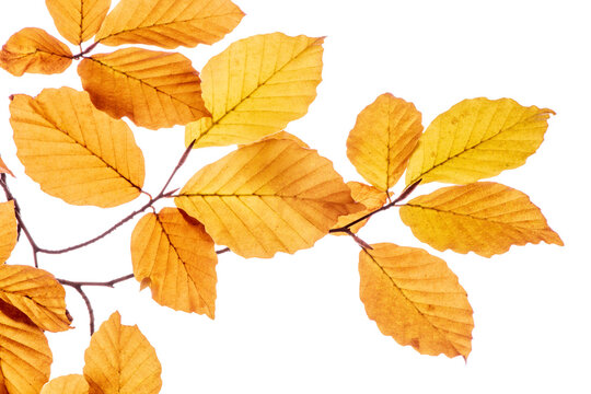 Bl&auml;tter einer Buche in Herbstfarben isoliert als Freisteller &uuml;ber transparentem Hintergrund