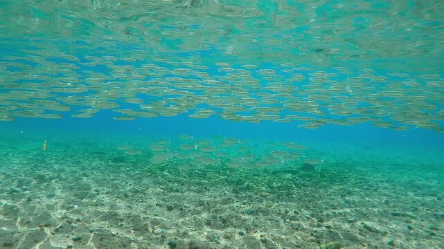Shoal of Barred Flagtail fish swimming over sandy-stoned seabed, with school of Silversides Atherina swims above them in other direction below water's surface on sunny day in sunshine
