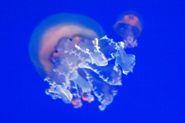 Jellyfish illuminated against deep blue aquatic background. Jellyfish with visible internal structures, contrasted by a smaller specimen in upper right