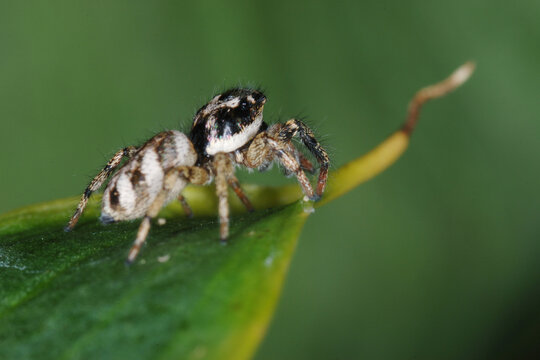  Mauer-Zebraspringspinne, Salticus scenicus