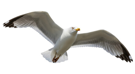 Naklejka premium Seagull flying PNG isolated on transparent background, seabird with open wings in flight, marine wildlife cutout for design and decoration