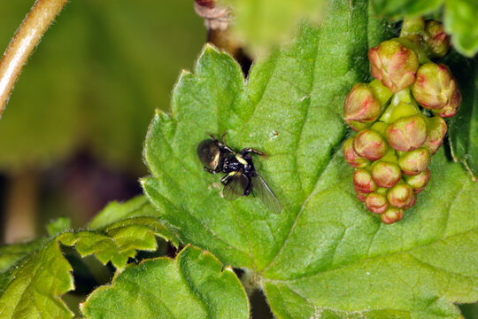 Springspinne, Evarcha arcuta