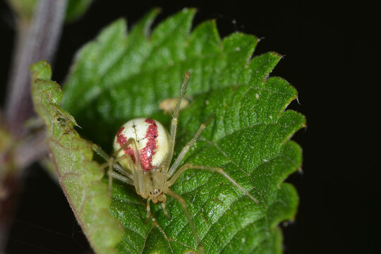 Gew&ouml;hnliche Ovalspinne, Enoplognatha ovata
