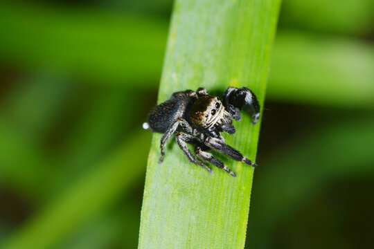 Springspinne, Evarcha arcuta