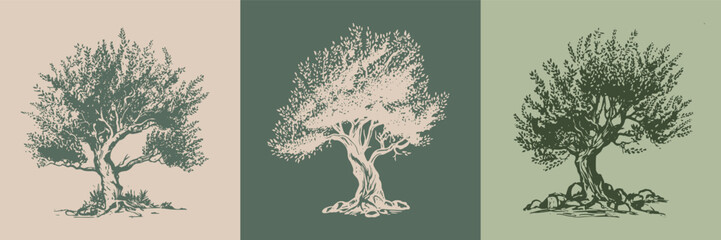 Olive tree hand drawn illustrations, sketch